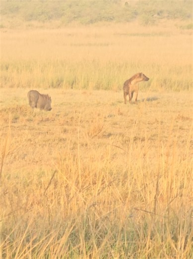 Pumba vs Hyena: Epic Animal Face-Off Explained