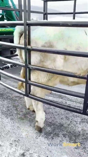 Livestock Transport Process : How Tractor Loader and Cage System Work Together to Move Cattle Safely