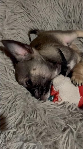 bébé chihuahua qui joue drôle & mignon funny & cute chihuahua videos mix #chihuahua #viralvideo