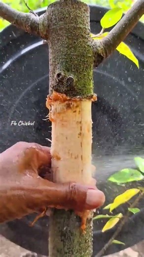 Transform Your Bonsai! Simple Air Layering Hack 🪴