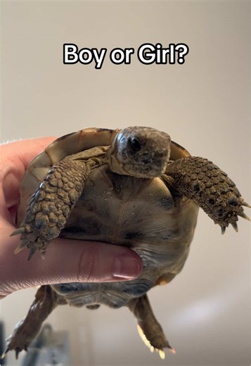 Exploring the World of Tortoises: Boy or Girl?