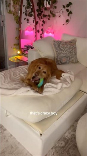 coming home to my golden retriever🥵 #goldenretreiver #dog #india #puppy #happypuppy #foreverpuppy