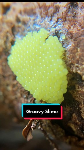 Happy Slime Mold Sunday from this selection of pulsing plasmodium. Slime molds are not fungi, but instead ameboa-like protists that swarm together to form dynamic goo that roams the forest floor grazing on organic matter. Once they exhaust their food or conditions change they will crawl up onto an elevated surface and form a spore bearing fruiting body (sporangia) to seed the next generation of slime. Hope you enjoy this quick compilation, this represents many hours of real time condensed via ti