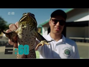 Competitive Frog Jumping