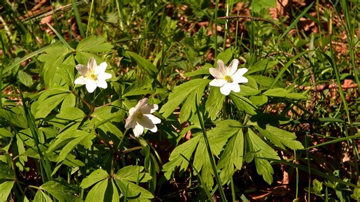 Spring, Springtime Blooming, Rebirth. Free Stock Video