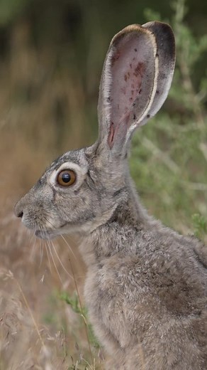 I don't see many rabbits anymore, but yesterday, I came across quite a few. Of course, they don't look like cute, fluffy critters. Ticks are a big challenge for those big ears, and this was the best-looking one I came across. Sad for bugs bunny!#nature #jackrabbit #rabbit #wildlife #utah #animals #getoutside #tick #desertlife