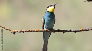 European bee-eater. A bird sits on a branch, calling, communicating with other birds