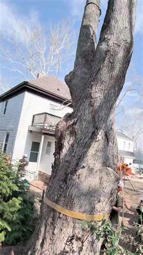 Sometimes It’s Raccoons… Sometimes It’s Bats 🦇🌳