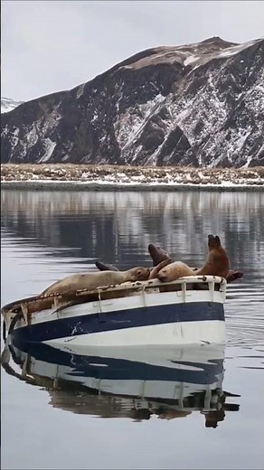 Seal Sounds (Relaxing Calls Near the Water)