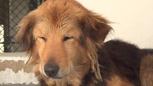 CUTIE was surrendered today at 15 years old and the reason they gave was that they had no time for her anymore. Well she is very special and she deserves to feel safe and loved. Please SHARe, she is already spayed and can go home today. A FOSTER or Adopter would save her precious life. Thanks! #A4873174 My name is Cutie and I'm an approximately 15 year old female germ shepherd. I am already spayed. I have been at the Carson Animal Care Center since September 2, 2015. I am available on September 