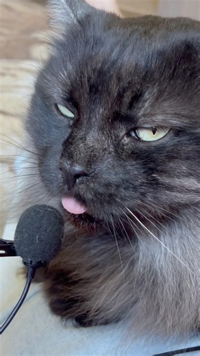 Purring Cat sound for Relax. Relaxing video for sleep. Funny Cat video for Relaxation. ASMR Purr