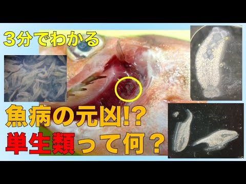 生物の移り変わりと突然変異のゆくえ