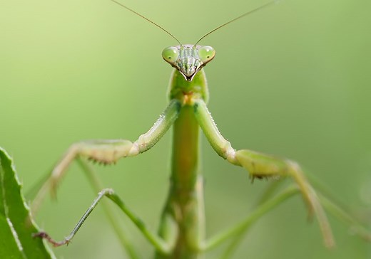 Praying Mantis Symbolism & Meaning ( Totem, Spirit & Omens)
