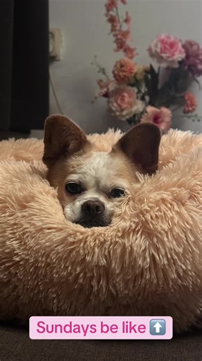 Edje is lazy and he knows it. 🤭 How is your Sunday going? ❤️ - #sunday #lazydog #sundayvibes #foryoupagе #fyp