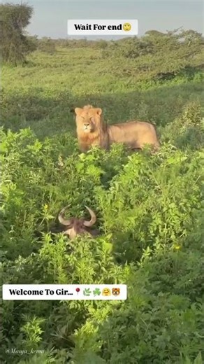 Sher Shikar Per Hai#animals #viralvideo #short #viral