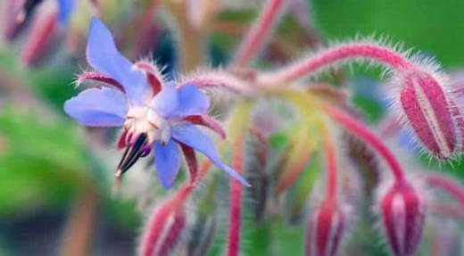 Starflower Oil Benefits For Women's Health