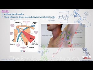 MSK VD9 - Anatomy of Axilla (Walls of Axilla & axillary Lymph nodes)