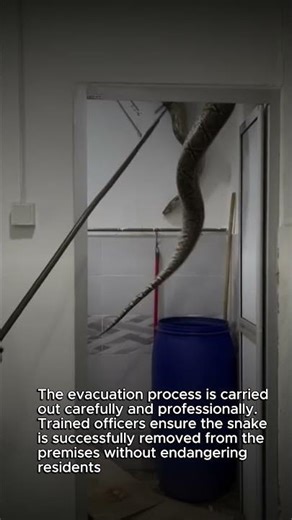 INTENSE MOMENT! Giant Python Hiding in the Doorway