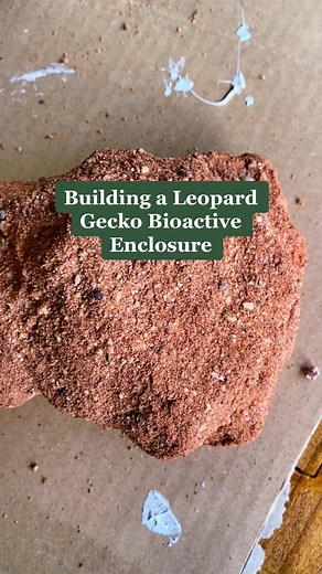 DIY Rock Walls for Leopard Gecko Bioactive Enclosure