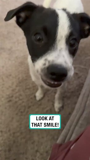 Puppy shows off his smile | Furry Tails