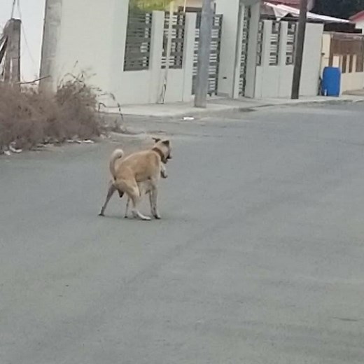 perros asiendo el amor