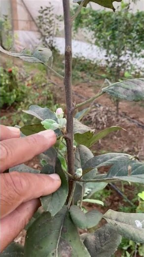 Apple Flowering // Hot Climate Apple Growth in 1 Year