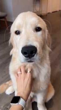 When Your Dog Is Not in the Mood for Pets 😂