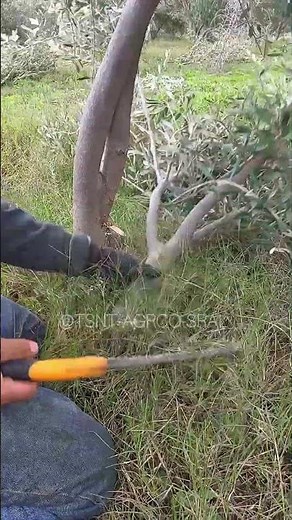 Prune your tree early to avoid damage