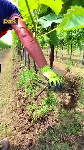 VITIS 2 PRO in vigneto. Lavorazione sottofila fino a 11 km/h