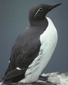 Common murre - Alchetron, The Free Social Encyclopedia