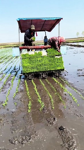 kubota rice planting machine 2025 😱 . . . . . . . . . #kubota #ricefarming #agriculture #paddytransplanter #riceplantingmachine #ricetransplanters #kubotaharvester #kubotamachines #agriculturalmachinery | 𝘽𝙡𝙪𝙚 𝘾𝙝𝙚𝙢𝙥
