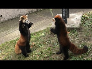 レッサーパンダの威嚇2025秋 女と男のプライドをかけた戦い