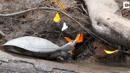 Watch Butterflies In The Amazon Drinking Turtle Tears