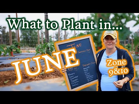 What to Plant in June for Zone 9 & 10 Gardeners