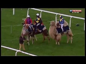 Hilarious Camel Race