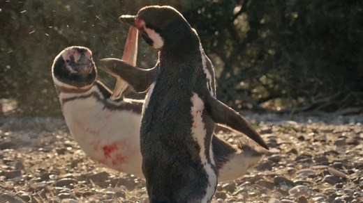 Penguin fight