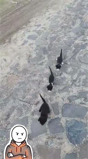 I FOUND THEM ABANDONED... 💔 Heartbreaking Kitten Rescue #shorts #cat #catrescue