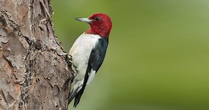 Red-headed Woodpecker Photos and Videos for, All About Birds, Cornell Lab of Ornithology