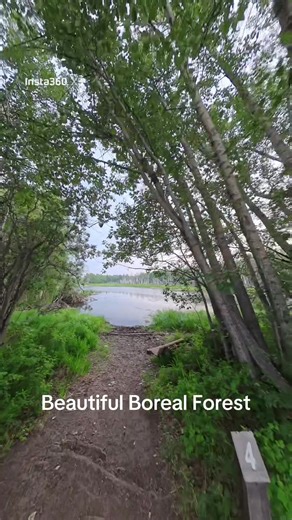 Explore Creamer’s Field Boreal Forest Trail