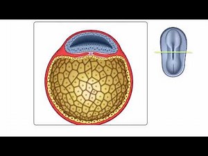 Embryology and Neurulation
