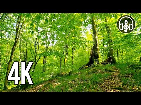 Spring mountain forest. Morning birdsong. 10 Hours of 4K video.