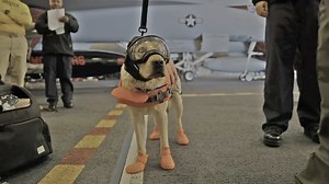 They're part of the crew - The hidden role of Navy dog units