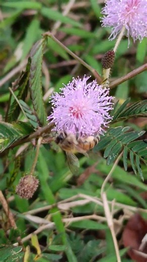Bees Gathering Pollen 🌼🐝 Nature’s Busy Workers #shorts