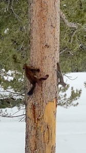 This was one of the wildest wildlife encounters I’ve ever had. It’s a pretty long and fascinating video. This pine marten tried so hard to have this squirrel for dinner and it went on for over a half hour. In the end the pine marten gave up and the squirrel got away. It was absolutely incredible to witness. #pinemarten #weasel #wildlife #wildlifephotography #fypシ #naturevideo #squirrel #animals #reelsfbシ | Colorado Wild Photography