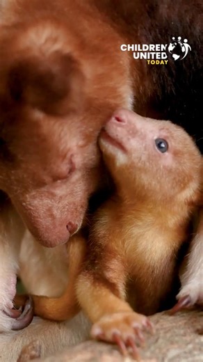 Baby Kangaroo Takes First Steps