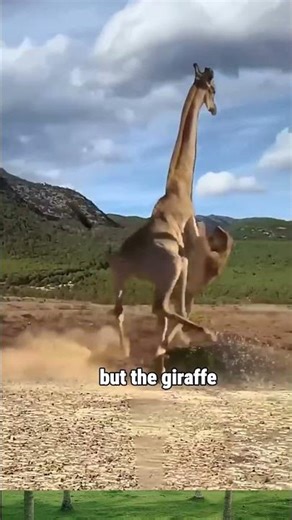 Giraffe vs Lion… But This Got Personal 😳🦒 #short