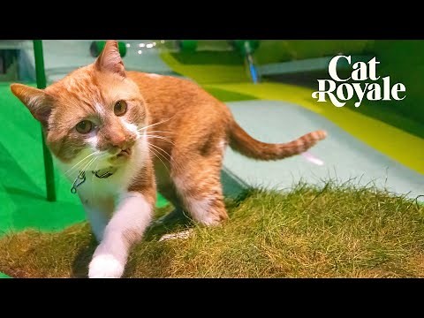 Cat Royale: Day Two