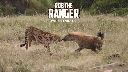 Hyena boldly steals from cheetah family in Mara plains