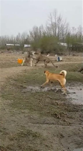 Intense Standoff: Cheetah vs. Wolf and Dog Encounter!