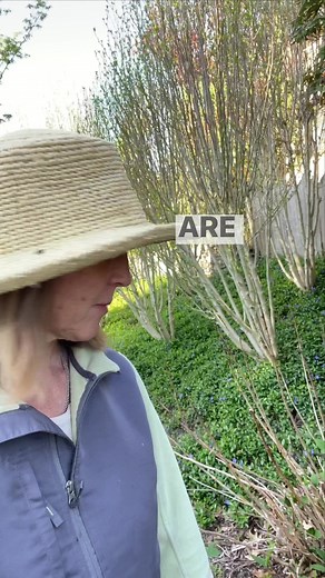 More about hydrangeas because more and more questions keep rolling in! This is a macrophylla/big leaf type, where the buds that make flowers formed on last year's stalks ("old wood" type). If there is no life on your stalks it's probably time to cut them back. The reason I say it's optional is because you can be lazy and leave them and the new growth (on which buds will form for NEXT year) will likely cover them up.Many people had cold snaps this year and flowers will be reduced or non-existent.